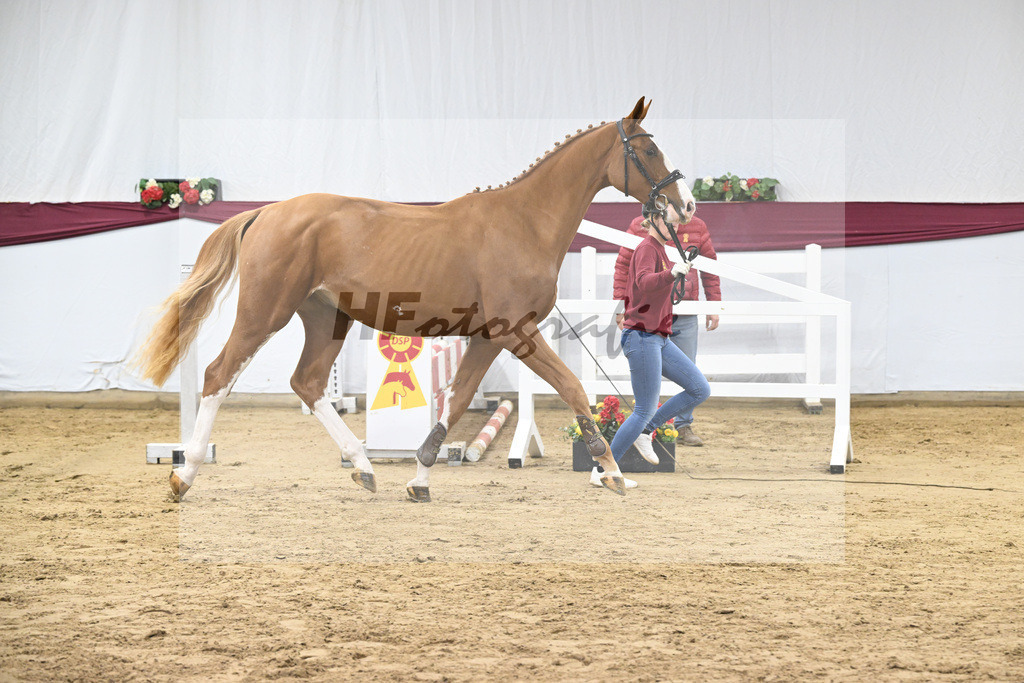 Kat-Nr. 102 Diablue PS x Balou du Rouet_Karl Schmid_47253271 | hf-fotografie - Realisiert mit Pictrs.com