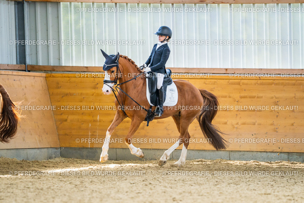 DSC04593 | Pferdegrafie