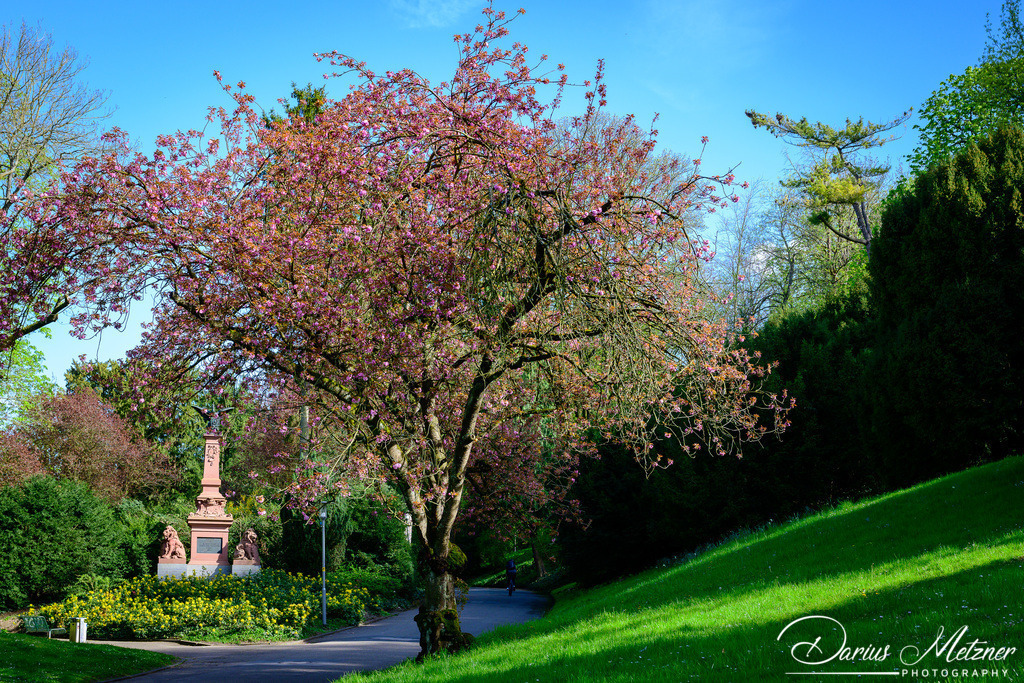 Der Stadtpark in Mainz | Der Mainzer Stadtpark