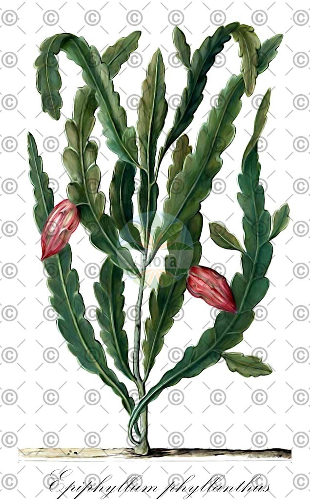 HistAbb_2141_1_FLORAD_SIMPLE | Historische Abbildung von Epiphyllum phyllanthus - Cactaceae | Historical Illustration of Epiphyllum phyllanthus - Cactaceae