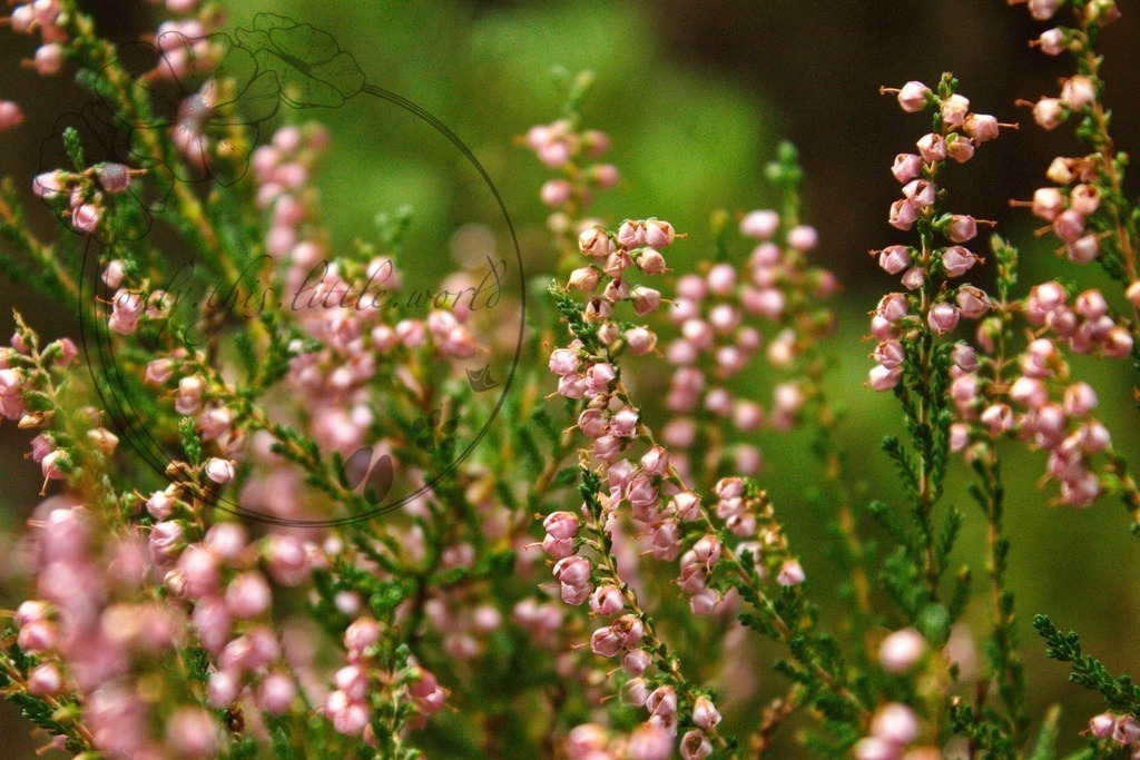 IMG_8256-01 | only.this.little.world - Realisiert mit Pictrs.com