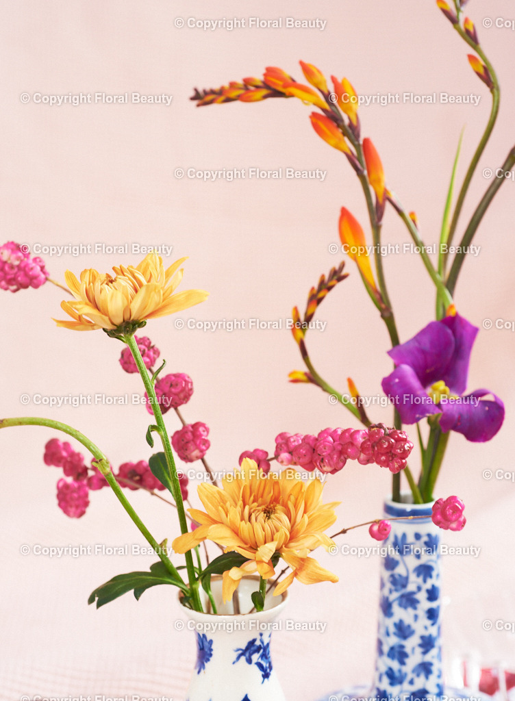 Blau-weiße Vasen mit Montbretien auf rosa | zwei kleine blau-weiße Vasen mit orangen Montbretien auf rosa Untergrund, Wandbild - Realisiert mit Pictrs.com