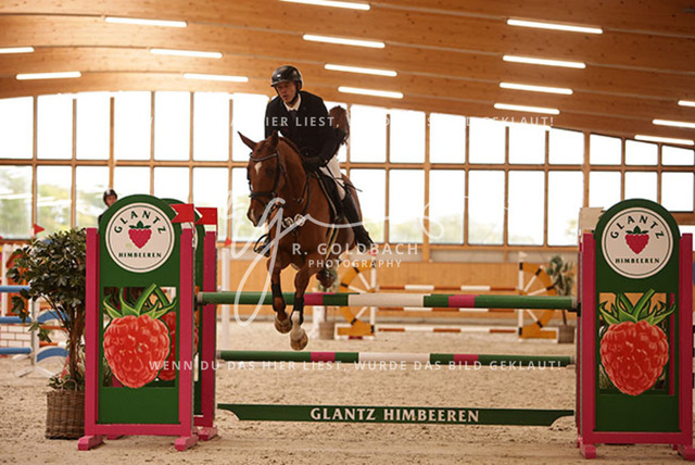 1J2A8784Martin Wißenbach_ Carlotta Blue_ Kn073_ Glantz_ Hohen Wieschendorf | Foto- und Videografie für alles rund ums Pferd. Hochwertige Bilder und Videos vom Spring- und Dressurreiten, Voltigieren & mehr. Jetzt aktuelle Veranstaltungen und Preise im Shop ansehen. - Realisiert mit Pictrs.com