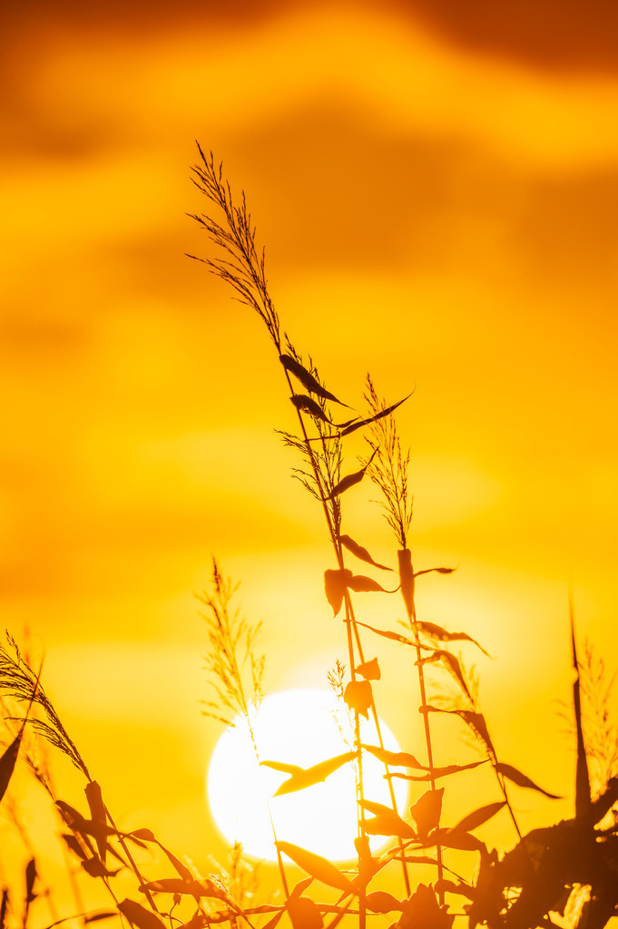 2023_08_04_HETLINGER-SCHANZE_MCP0887 | Hochwertig gedruckte Fotografien für die Wand, als Kalender und zum Verschenken. Hamburg & Norddeutschland und überall wo ich mit der Kamera unterwegs war.