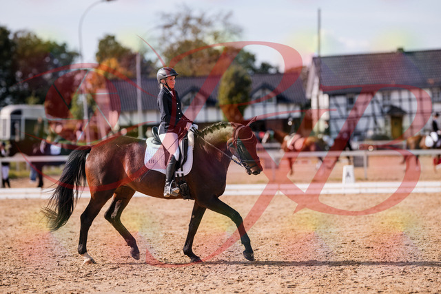 2026_10_03_Siefer-Hof_133826_Z81_96181759 | Professionelle Reitsport-, Turnier- und Eventfotografie von Robert Broda. Galerien mit ausgewählten und bearbeiteten Bildern direkt online ansehen und bestellen.