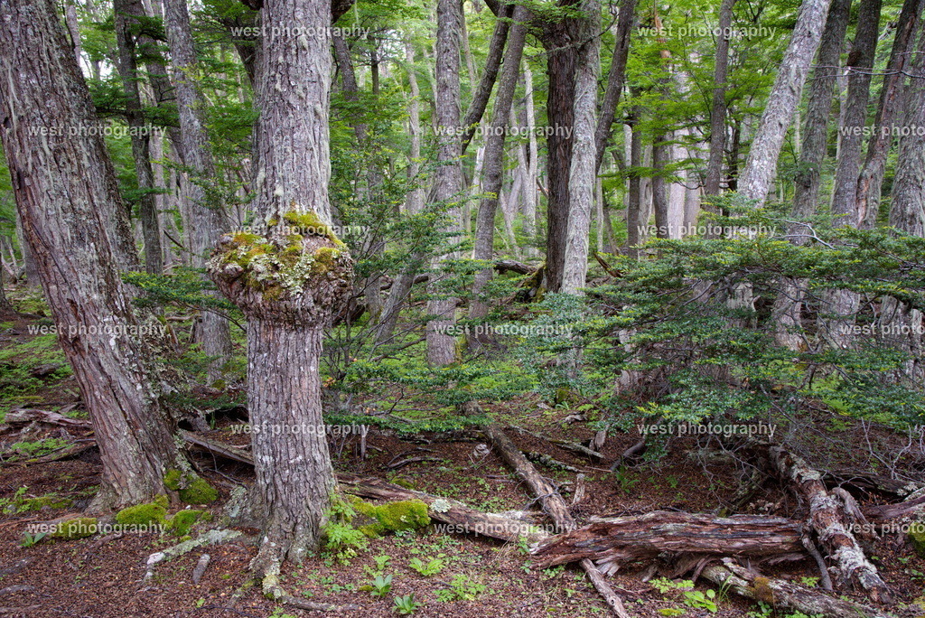 Tierra del Fuego NP 2 - ARG 2014 | west photography - Realisiert mit Pictrs.com