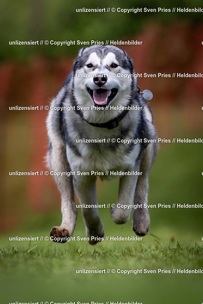 Sven Pries | 2024-04-21 - Hunderennen Baden-Oos
Foto: Sven Pries - Realisiert mit Pictrs.com