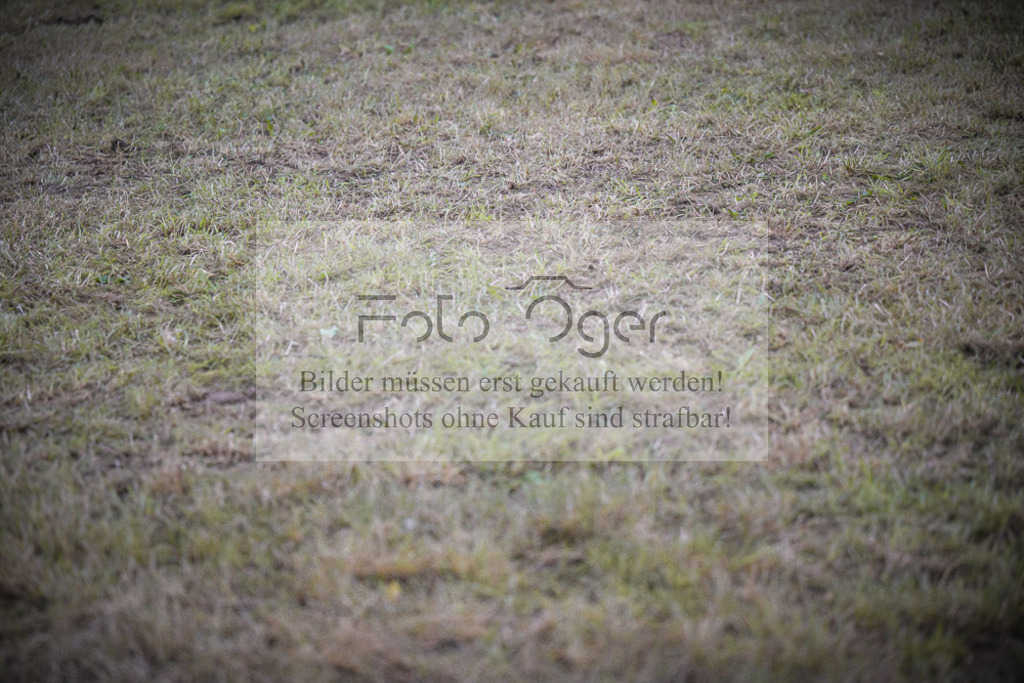 DOS_0312 | Entdecke hochwertige Reitturnierfotos von Foto Oger. Professionell, emotional und authentisch – jetzt Lieblingsmomente im Shop bestellen.Deutschlandweite Turnierfotografie. - Realisiert mit Pictrs.com