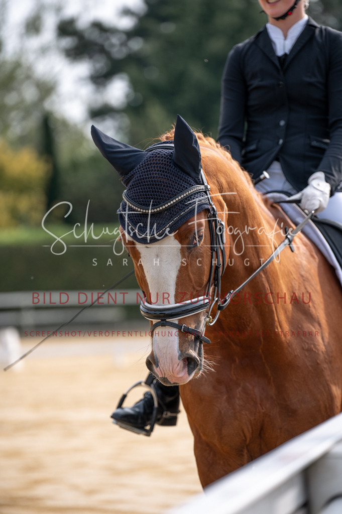 Schugtsche-Aluta25-40.DressurprfA_-2 | Schugtsche Fotografie - Realizzato con Pictrs.com