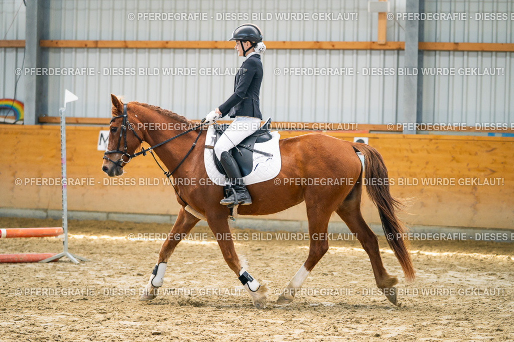 DSC01683 | Pferdegrafie