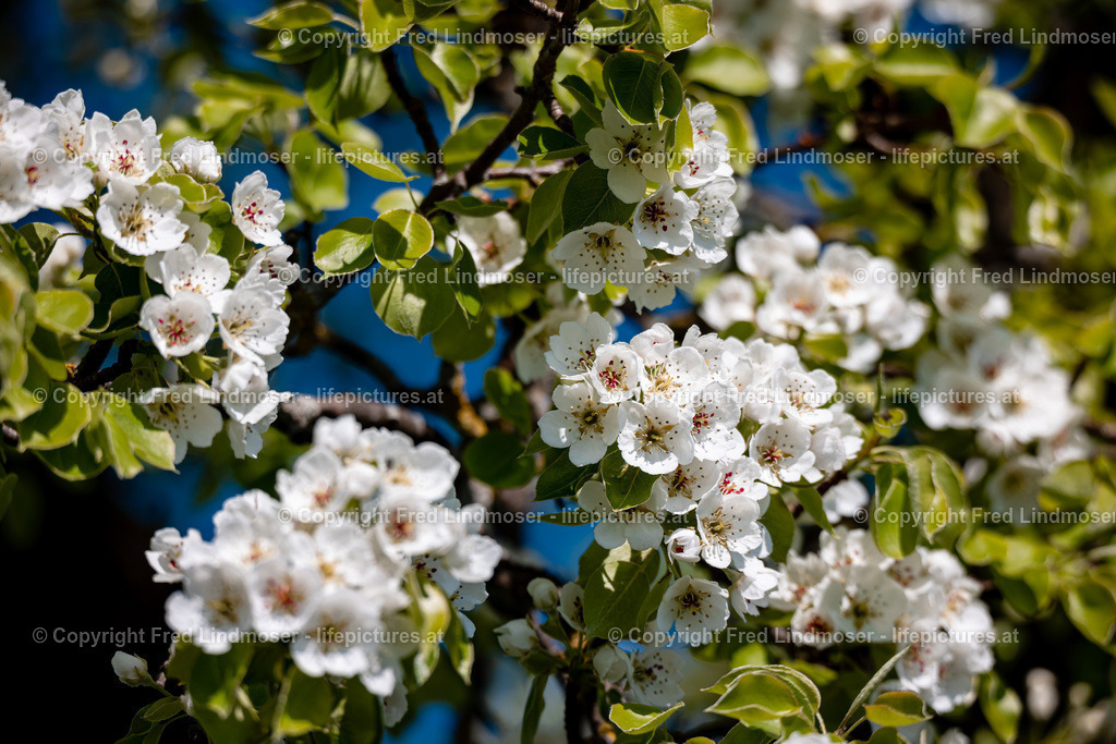 Birnbaumblute Mostviertel 2022-6000 | Fotos und Fotoprodukte - Realisiert mit Pictrs.com