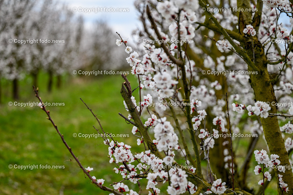 Marillenbluete Niederneukirchen_ 21.03.2024-3 | 21.03.2024, Niederneukirchen, AUT, Marillenbluete, im Bild Marillenbluete, Baeume, Blueten, Knospen, Marillen, Fruechte, Obst, Obstbauer, Fruehling
