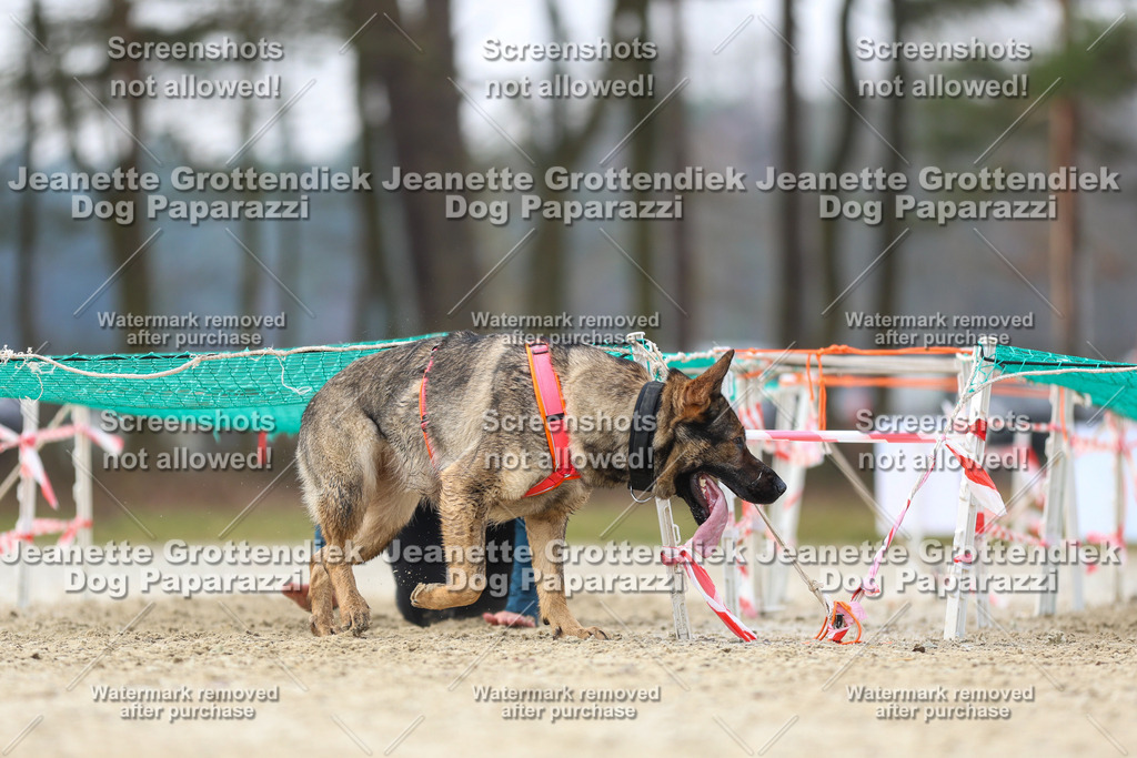 Dog Paparazzi - Strongdog North Mrz26-4382 | Dog Paparazzi Jeanette Grottendiek Fotografie & Videografie - Realisiert mit Pictrs.com