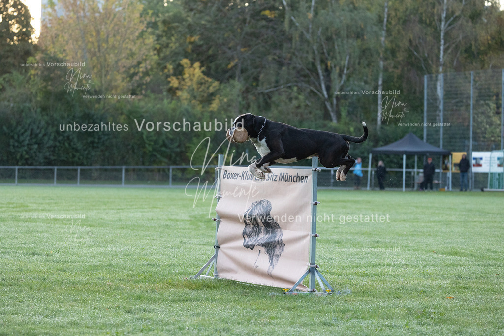 _16A5746 | Einzigartige Fotos von Hunden & Menschen –Actionfotos, Portraits, Vereinsaufnahmen & Paarshootings – authentisch, lebendig & mit Herz.
