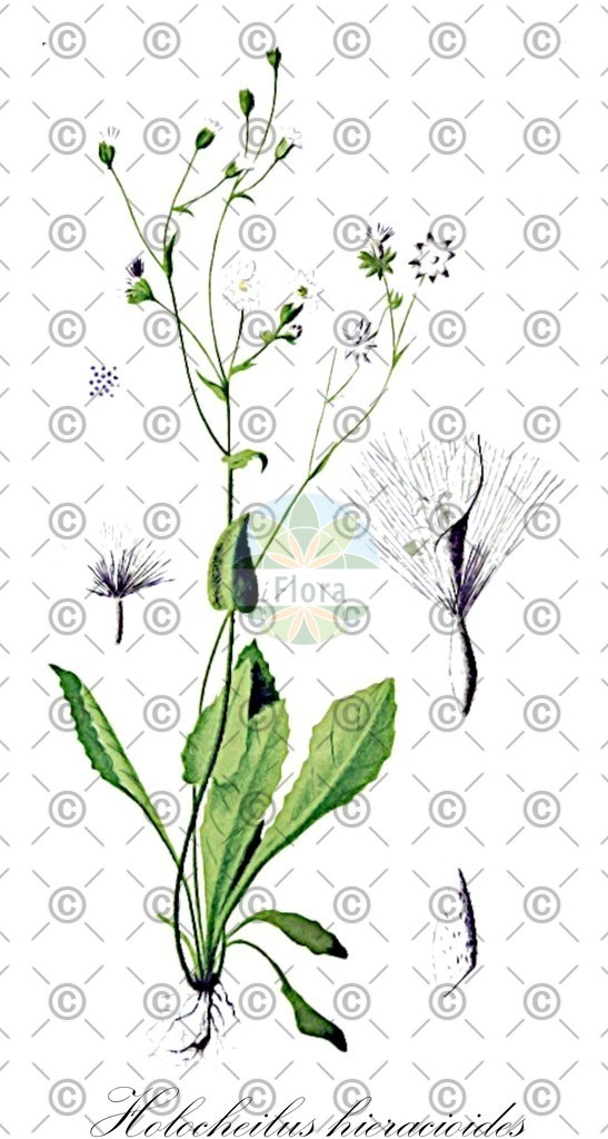 HistAbb_wfo-0000991714_1_ENZY_Simple | Historische Abbildung von Holocheilus hieracioides - Asteraceae | Historical Illustration of Holocheilus hieracioides - Asteraceae