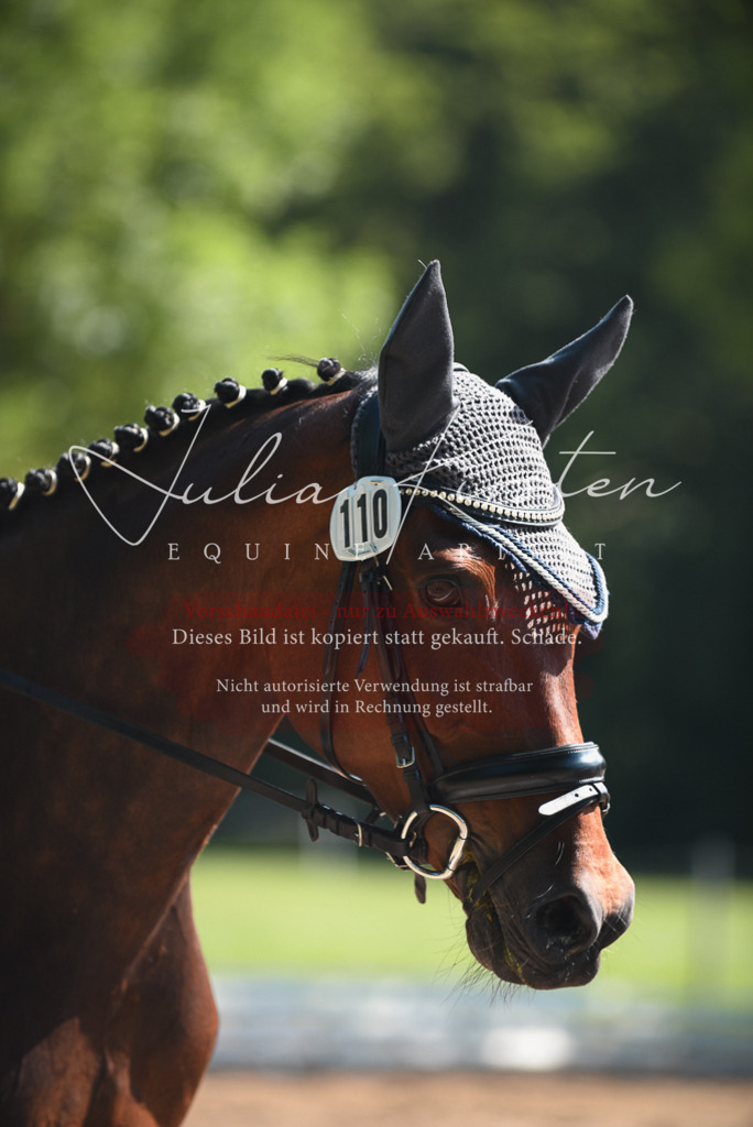 DSC_0354 | Pferde- und Turnierfotografie in Westsachsen. Pferdeportraits, Auftragszeichnungen und intuitive Kunst.