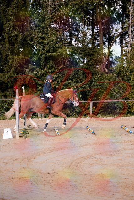 2026_10_03_Siefer-Hof_144417_Z81_17763853 | Professionelle Reitsport-, Turnier- und Eventfotografie von Robert Broda. Galerien mit ausgewählten und bearbeiteten Bildern direkt online ansehen und bestellen.