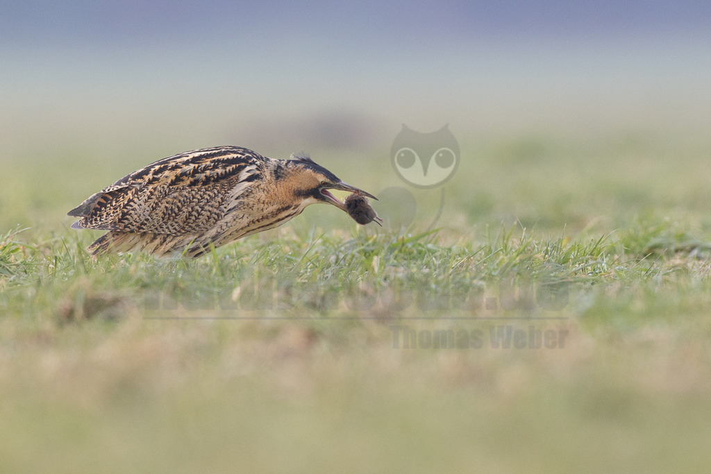R5M28753_20260125 | Eine Rohrdommel (Botaurus stellaris) steht in einem Feld mit kurzem, grünem Gras und hat eine kleine, dunkle Maus im Schnabel gefangen. Der Vogel ist im Profil zu sehen, mit seinem charakteristischen braun-beigen Gefieder, das mit dunklen Streifen und Flecken getarnt ist. Der Hintergrund ist unscharf und zeigt einen sanften Übergang von hellem Grün zu einem bläulichen Himmel, was die Rohrdommel und ihre Beute in den Vordergrund rückt. Die Interaktion zeigt den Moment der Jagd und des Fangs. - Realisiert mit Pictrs.com
