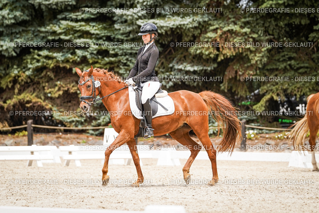 DSC04215 | Pferdegrafie