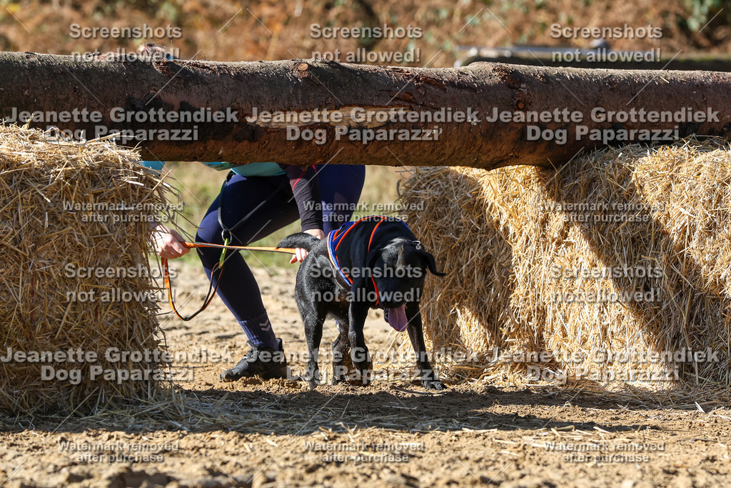 Dog Paparazzi - Strongdog 10-25-2919 | Dog Paparazzi Jeanette Grottendiek Fotografie & Videografie - Realisiert mit Pictrs.com