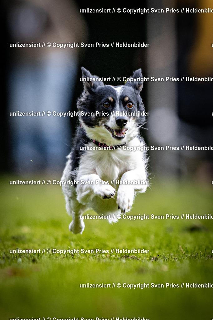 Sven Pries | 2025-10-03 - Hunderennen Obergrombach - Realisiert mit Pictrs.com