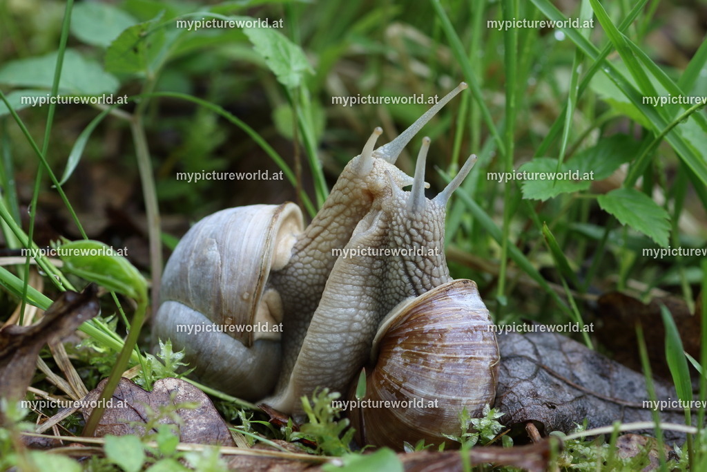 Weinbergschnecke-032 | Das Bilderarchiv über Tiere, Planzen und Landschaften. In der Bilddatenbank finden Sie ein große Auswahl an hochwertigen Bilder für Ihre Werbung - Realisiert mit Pictrs.com