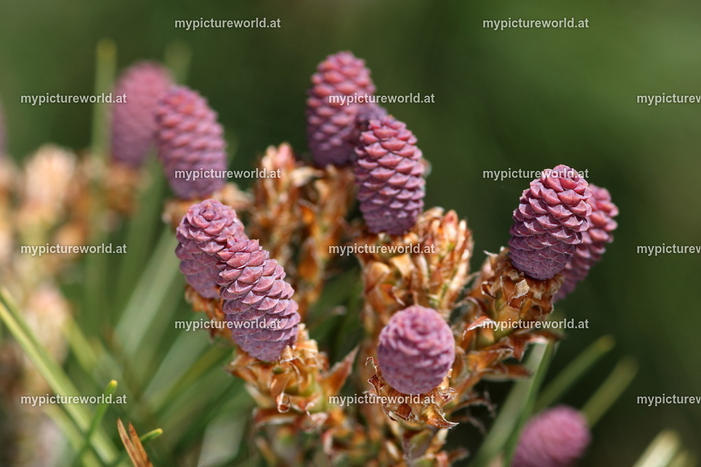 Aleppo-Kiefer-003 | Das Bilderarchiv über Tiere, Planzen und Landschaften. In der Bilddatenbank finden Sie ein große Auswahl an hochwertigen Bilder für Ihre Werbung - Realisiert mit Pictrs.com