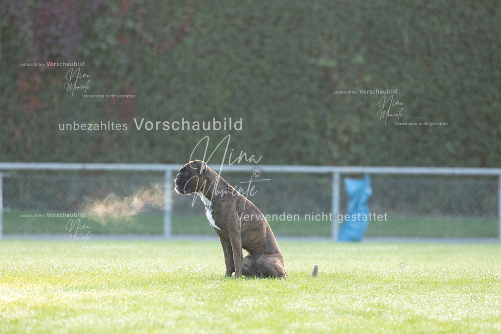 _16A5936 | Einzigartige Fotos von Hunden & Menschen –Actionfotos, Portraits, Vereinsaufnahmen & Paarshootings – authentisch, lebendig & mit Herz.