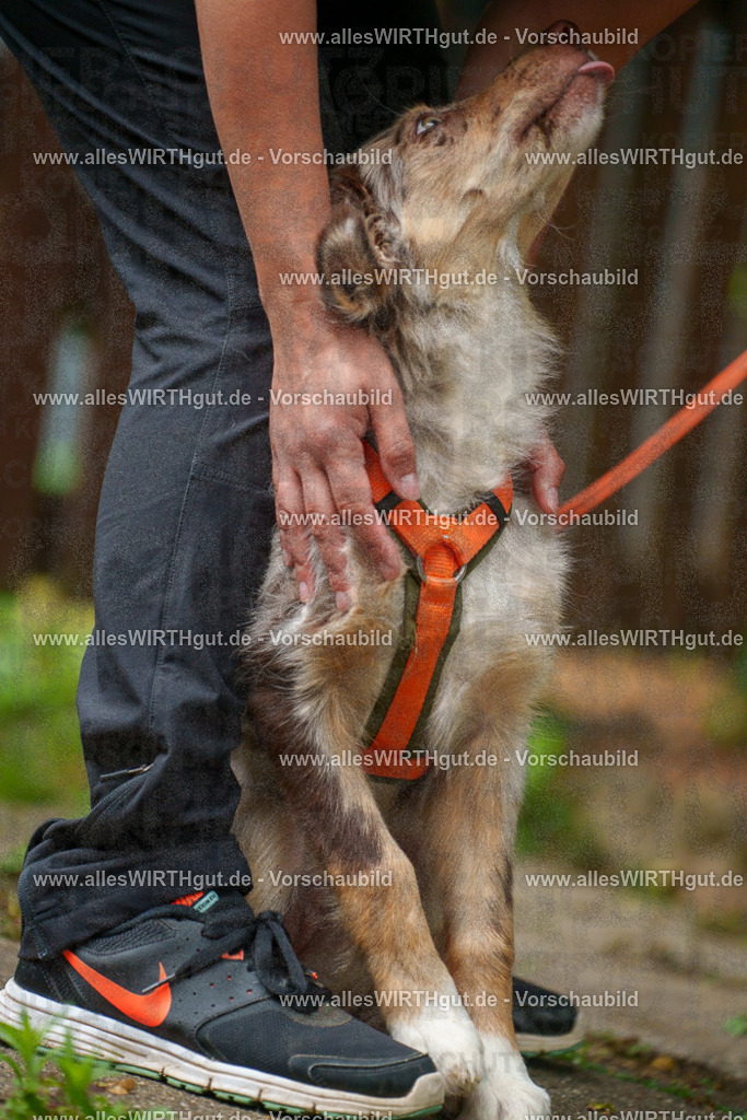 @allesWIRTHgut_Tierfotografie - www.allesWIRTHgut.de - 112928-7R508446 | Professionelle Tierfotografie in Mönchengladbach von Daniel Wirth (allesWIRTHgut). Liebevolle & natürliche Bilder von Hunden & Katzen für unvergessliche Erinnerungen.