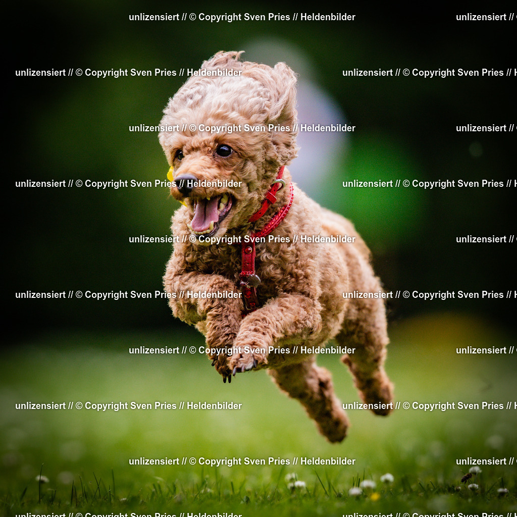 Sven Pries | 2025-05-29 - Pudelrennen KA-Durlach - Realisiert mit Pictrs.com