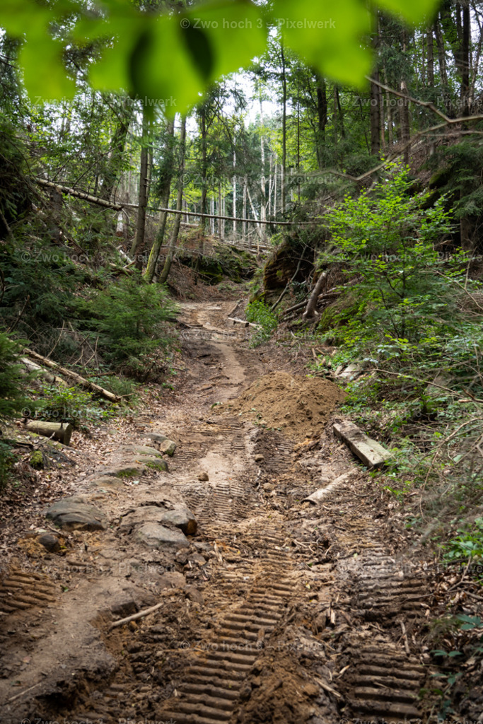 Rosssteig_Nahe_Altes_Zeughaus_Waldweg_Waldarbeit_Strauch | 2022-08-30_Waldbrandgebiete_1 - Realisiert mit Pictrs.com