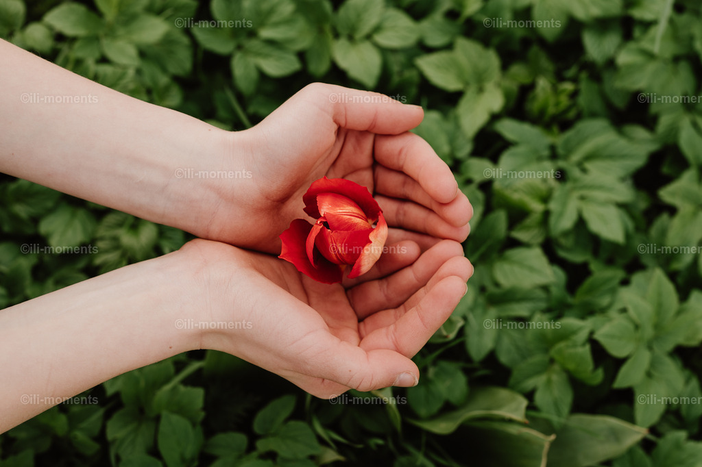 Entfaltung | Eine rote Tulpe ruht behutsam in schützenden Händen, ihre zaghafte Blüte noch schüchtern verborgen. Dieses einfühlsame Fotokunstwerk symbolisiert Wachstum und Schutz – ideal als Kunstdruck für inspirierende Raumgestaltungen. - Realisiert mit Pictrs.com