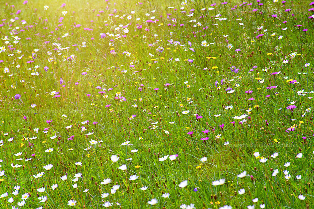 Blumenwiese | Blumenwiese im Sonnenlicht. - Realisiert mit Pictrs.com