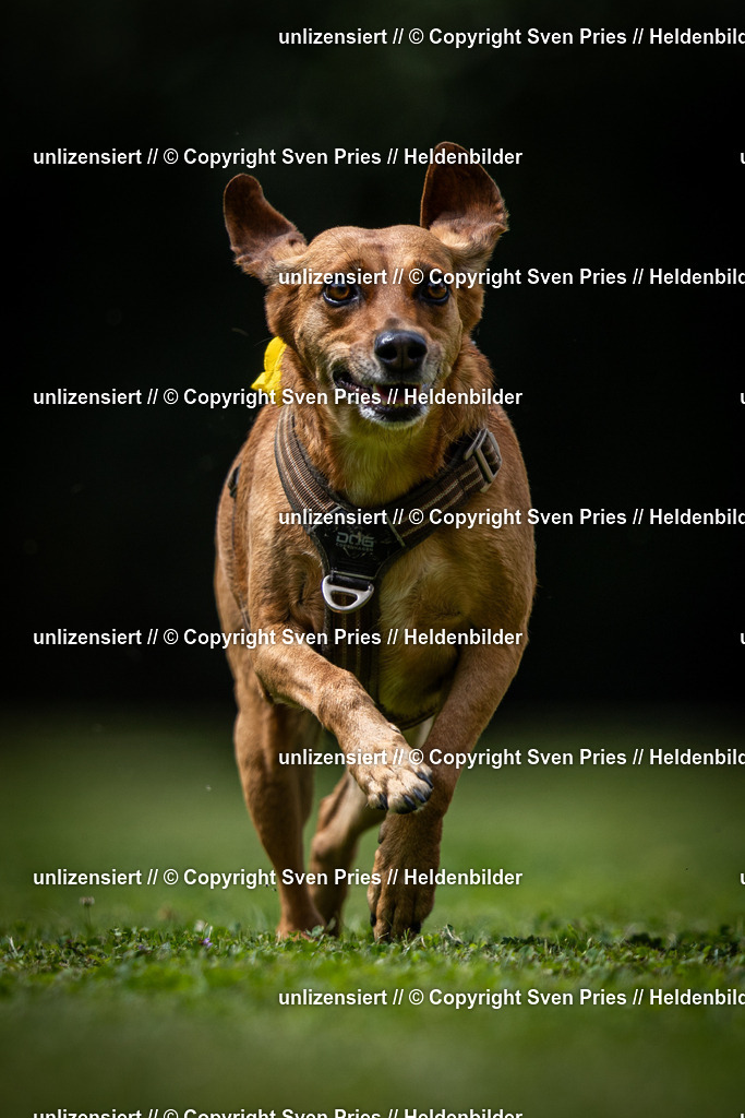 Sven Pries | 19. Allgemeines Hunderennen Karlsruhe Durlach - Realisiert mit Pictrs.com