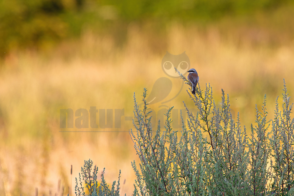 20120723205515 | Der Neuntöter oder Rotrückenwürger ist eine Vogelart aus der Familie der Würger und in Mitteleuropa die häufigste Würgerart. Er ist vor allem durch sein Verhalten bekannt, Beutetiere auf Dornen aufzuspießen. Zu seiner Nahrung zählen vorwiegend Großinsekten, aber auch kleine Säugetiere und Vögel. - Realisiert mit Pictrs.com