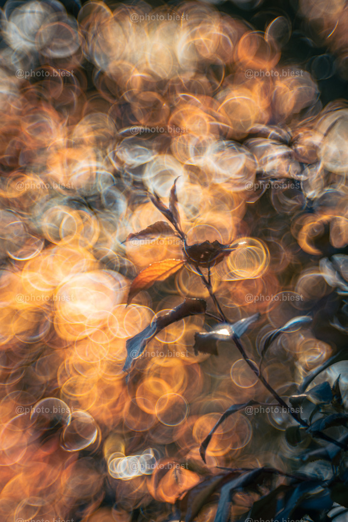 Bubbleinferno | Sonnenuntergang am Kirschpflaumenbaum. - Realisiert mit Pictrs.com