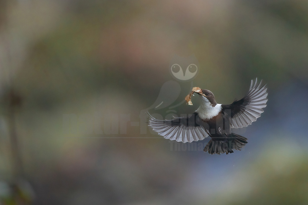 R6NF8021_20250316 | Die Wasseramsel ist stark an Gewässer gebunden und der einzige einheimische Singvogel, der tauchen und schwimmen kann. Ihr überwiegend braunes Gefieder ist sehr dicht und somit perfekt an die aquatische Lebensweise angepasst. Sie brütet vor allem in Mittel- bis Süddeutschland in der Nähe von geröllreichen, schnell fließenden Bächen und Flüssen im Wald- und Bergland.

 - Realisiert mit Pictrs.com