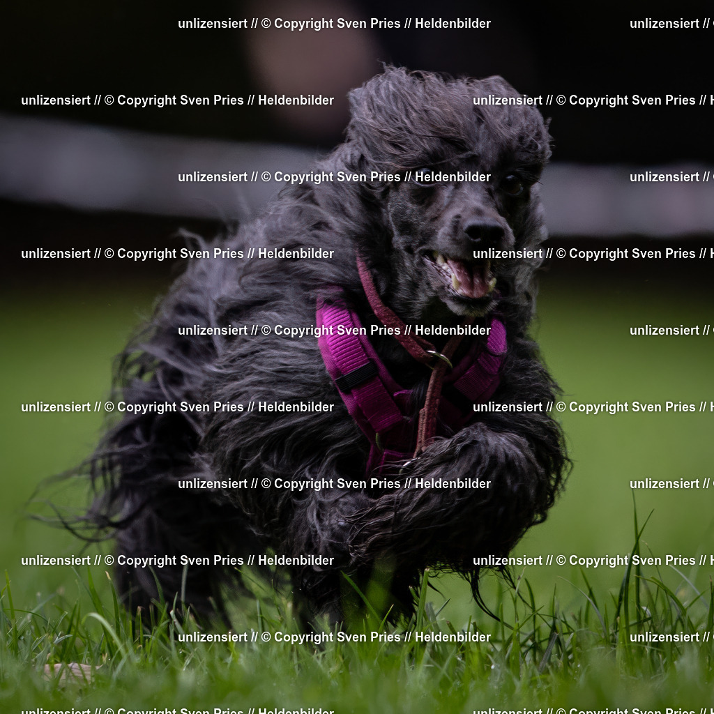 Sven Pries | 2024-10-19 - Hunderennen Ober-Grombach - Realisiert mit Pictrs.com