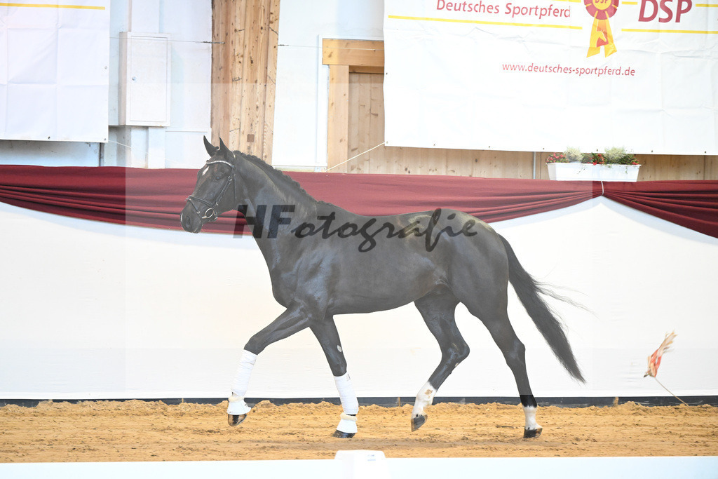 Kat-Nr. 22 v. Don Juan de Hus_Mueller_66220684 | hf-fotografie - Realisiert mit Pictrs.com