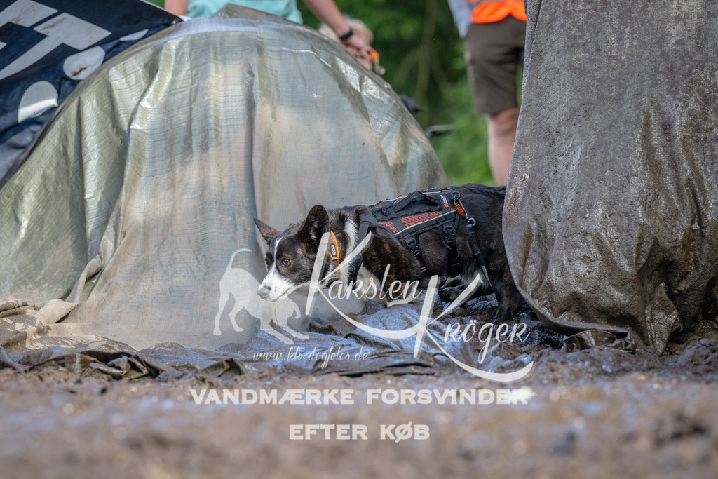 1716_ZZ91777 | kk-dogfotos