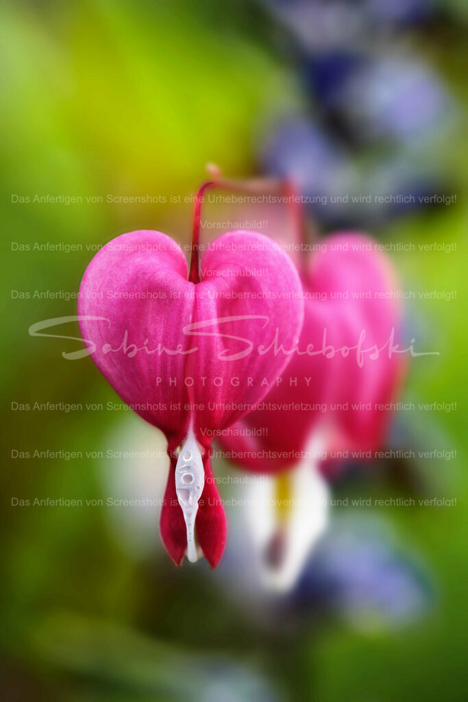 Wandbild Tränendes Herz | People- und Tierfotografie, Imageaufnahmen, Veranstaltungsfotografie und Wandbilder aus der Natur ★ Made in Germany ✔️ Druck + Downloads ✔️ Naturfotografie in Top Qualität ★ schneller Versand, weltweite Lieferung! - Realisiert mit Pictrs.com