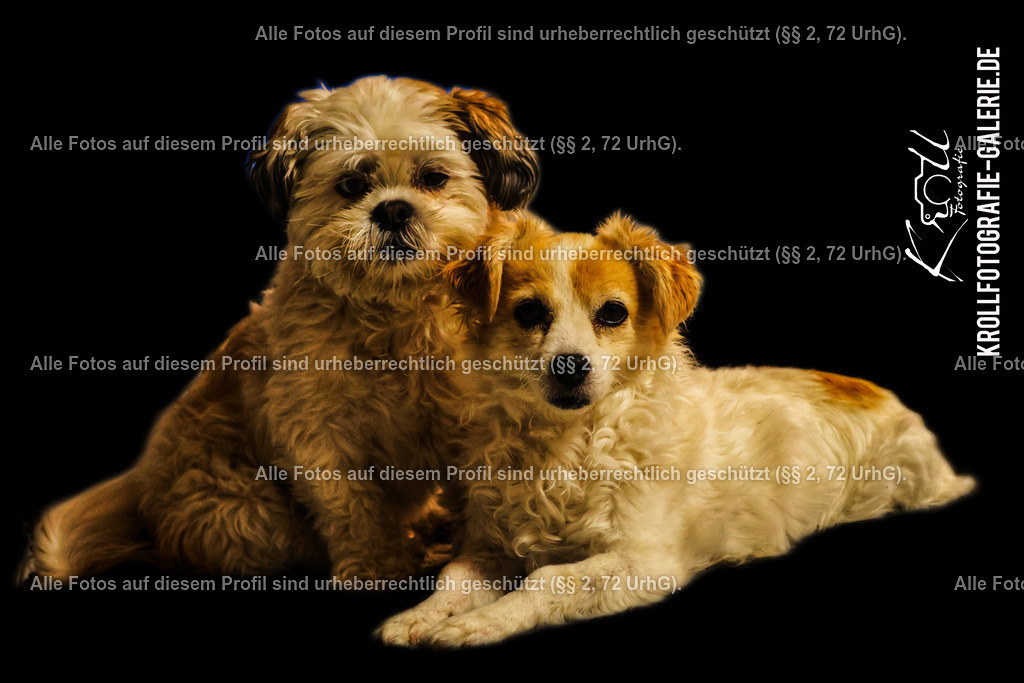 Photo_1712255886095 | krollfotografie - Realisiert mit Pictrs.com