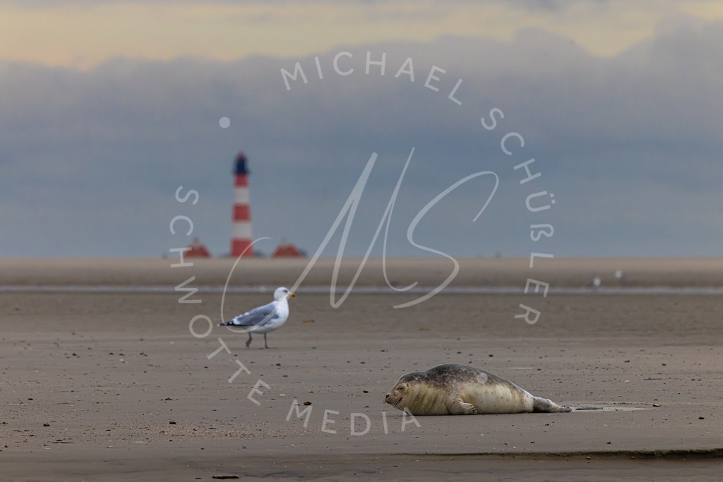 2023-01-16 SPO Seehund Leuchtturm - 034 | Schwotte Media - Realisiert mit Pictrs.com