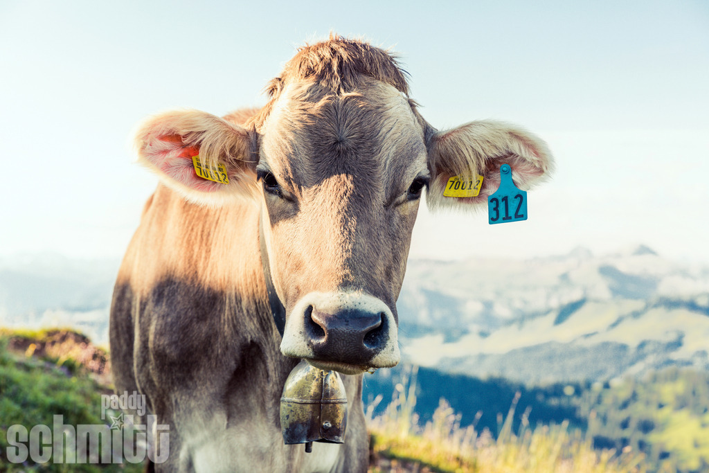 PS-Tiere-2026-87 | Entdecke die größte Bildgalerie der Region mit Fotografien aus dem Allgäu, der Bodenseeregion, Oberschwaben, dem Donautal und der Schwäbischen Alb. Landschaften, Luftaufnahmen und Reisefotografie als Wandbild und Fotokunst. - Realisiert mit Pictrs.com
