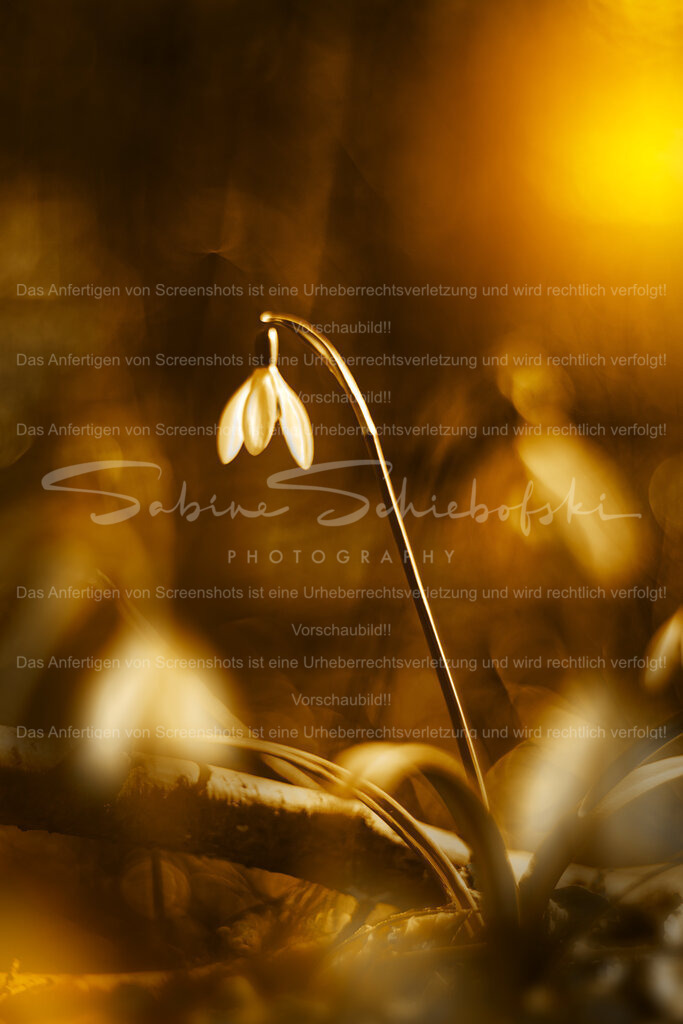 Sonnenaufgang mit Glöckchen | Ein Schneeglöckchen steht im romanrtischen Morgenlicht im Wald. Der Hintergrund ist in ein warmes, weiches Bokehlicht getaucht. - Realisiert mit Pictrs.com