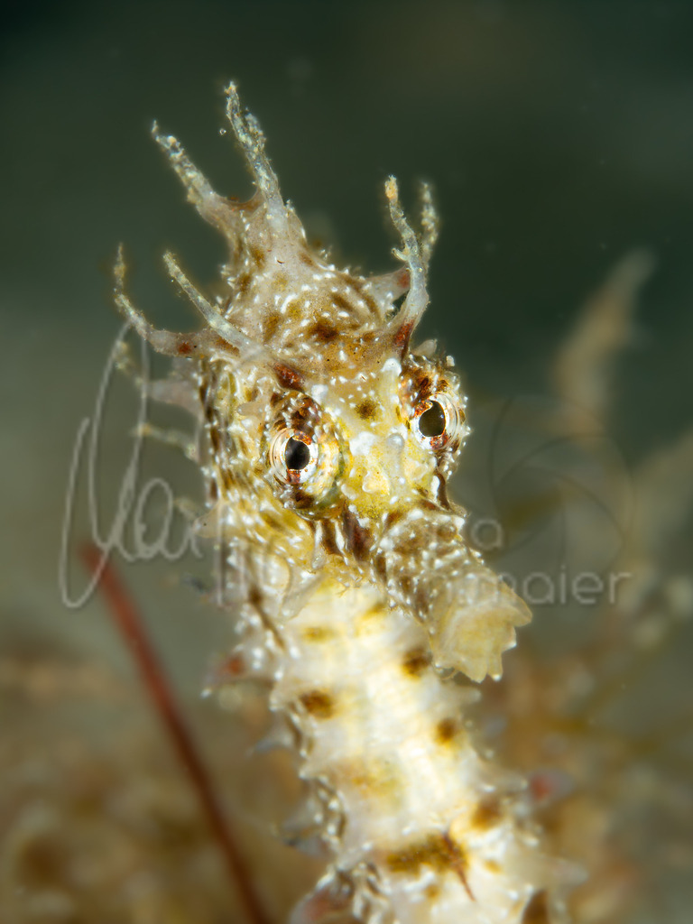 Hippocampus guttulatus | "Rocky" Langschnäuziges Seepferdchen / Cast: Caballito de mar moteado, Fr: Hippocampe moucheté. Eng: Long-snouted seahorse - Realisiert mit Pictrs.com
