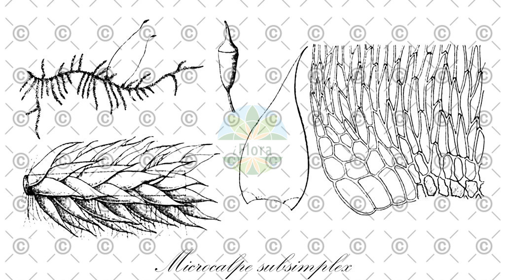 HistAbb_wfo-0000242986_1_ENZY_Simple | Historische Abbildung von Microcalpe subsimplex - Sematophyllaceae | Historical Illustration of Microcalpe subsimplex - Sematophyllaceae