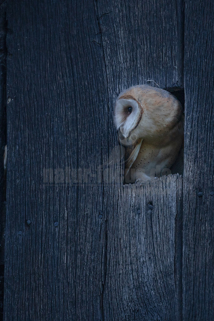 R6NF0650_20240701 | Die Schleiereule ist durch ihren meist hellen, herzförmigen Gesichtsschleier unverwechselbar; diesem verdankt sie letztlich ihren deutschen Namen. Im Unterschied zu den meisten Eulenarten sind die Augen der Schleiereule eher klein, leicht schräg gestellt und von dunklem Schwarzbraun. Mit ca. 34 cm entspricht die Schleiereule etwa der Größe einer Haustaube; Gewicht im Mittel 315-340g. Die Gefiederfärbung der Oberseite ist grau mit vielen kleinen schwarz-weißen Tropfenflecken, die der Unterseite rein-weiß bis gelbbraun mit kleinen, dunkelbraunen Tüpfeln, deren Anzahl und Dichte individuell stark variieren.  - Realisiert mit Pictrs.com