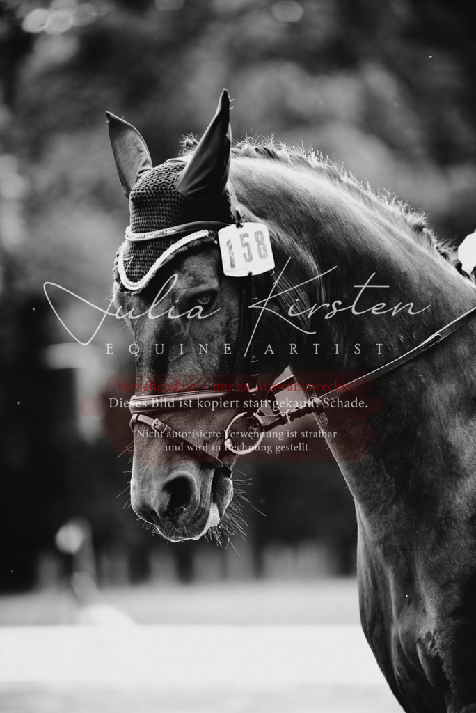 DSC_0784 | Pferde- und Turnierfotografie in Westsachsen. Pferdeportraits, Auftragszeichnungen und intuitive Kunst.