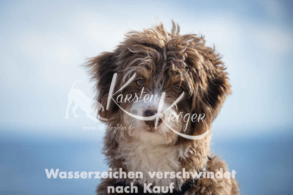 1301_ZZ99892 | kk-dogfotos